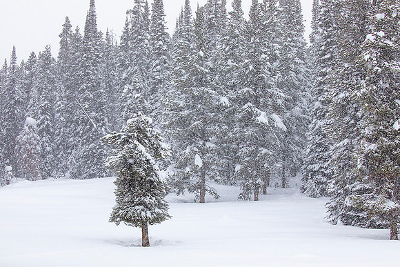 Yellowstone National Park