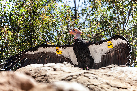 Condor-Santa Barbara Zoo