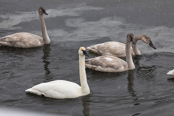 Trumpeter swan with Cygnetz-Yellowstone National Park