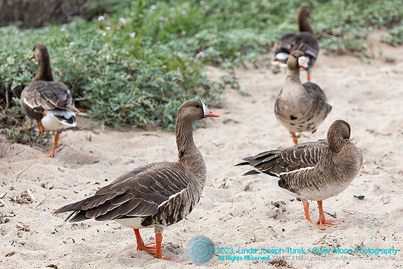 Greater White-Fronted Goose-Jalama Beach area, CA