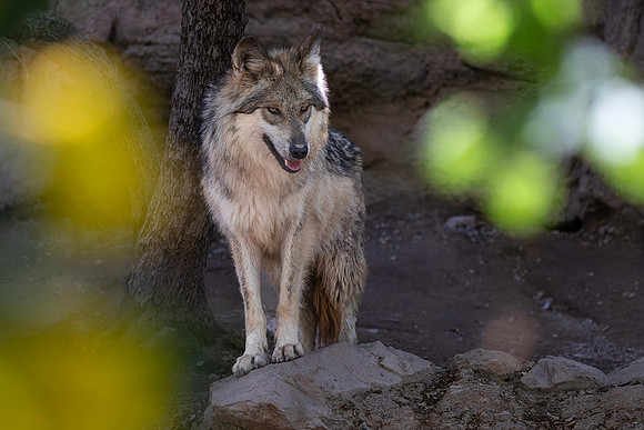 Mexican Wolf-Arizona-Sonora Desert Museum