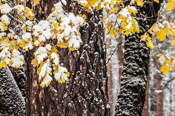 Yosemite National Park
