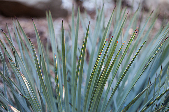 Santa Barbara Botanic Gardens