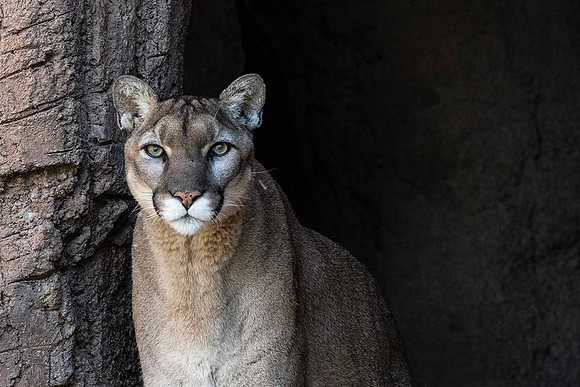 Mountain Lion-Arizona-Sonora Desert Museum