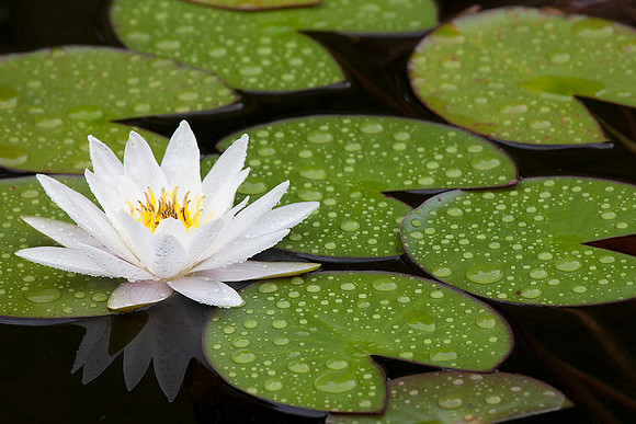 Water Lilly-Hillsborough, NJ