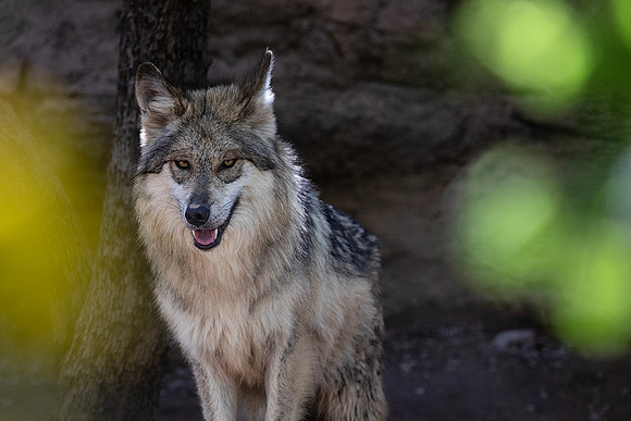 Mexican Wolf-Arizona-Sonora Desert Museum