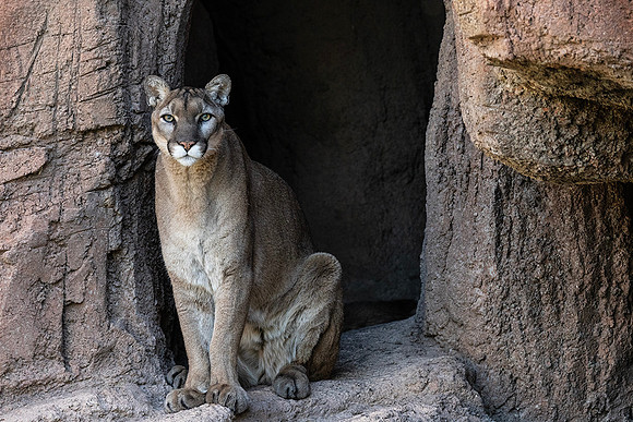 Mountain Lion-Arizona-Sonora Desert Museum