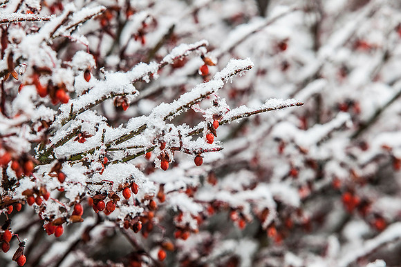 NJ- Fall-Unexpected snow storm