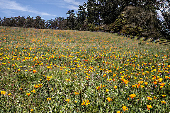 Point Reyes National Seashore
