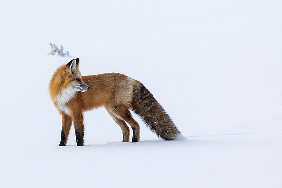 Red Fox-Hayden Valley-Yellowstone National Park