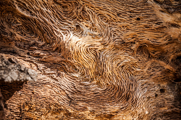 Bark: Santa Barbara Botanical Gardens
