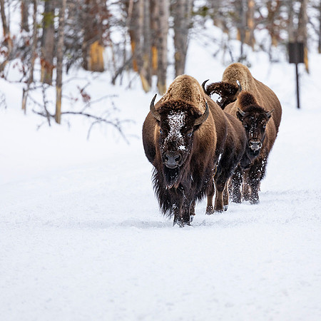 Bison Frolicking in 32 degree warm temps Yellowstone National Park
