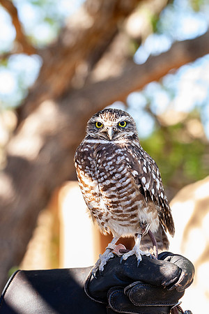 Burrowing Owl-Arizona-Sonora Desert Museum