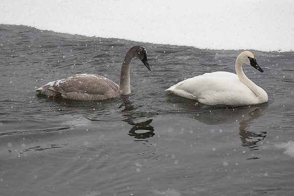 Trumpeter swan with Cygnet-Yellowstone National Park