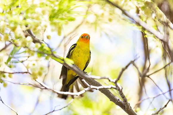 Arizona-Sonora Desert Museum