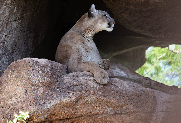 Mountain Lion-Arizona-Sonora Desert Museum
