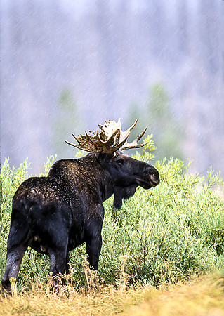 Bull Moose feeding- early September light snow-Yellowstone NP