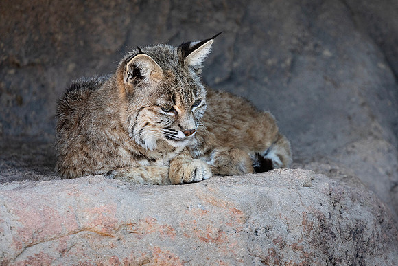 Bobcat Arizona-Sonora Desert Museum