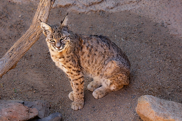 Bobcat-Arizona-Sonora Desert Museum