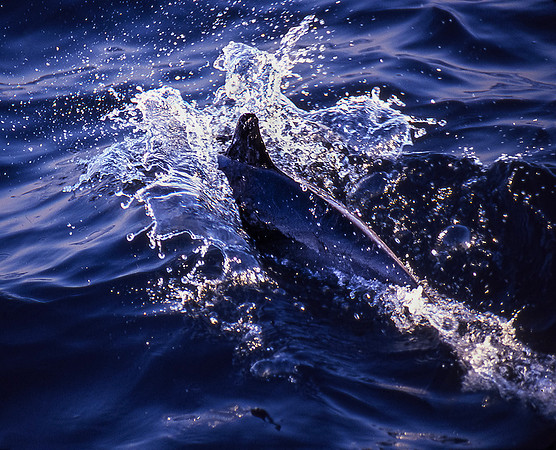 Dolphin-Channel Islands