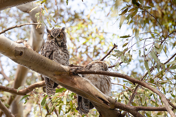 Juvenile Great Horned Owls, Huntington Beach Central Park