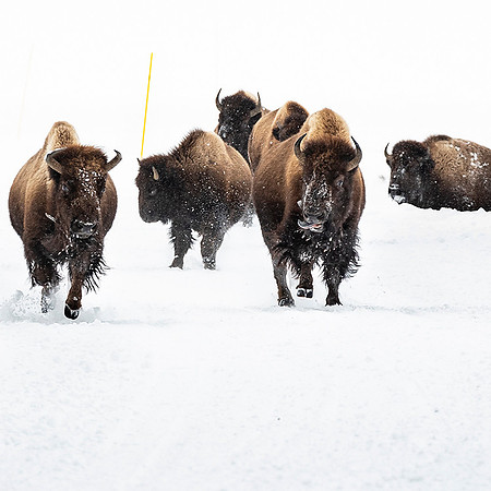Bison Frolicking in 32 degree warm temps Yellowstone National Park