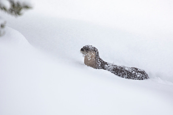 Otter in Yellowstone National Park