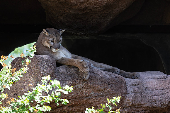 Mountain Lion-Arizona-Sonora Desert Museum