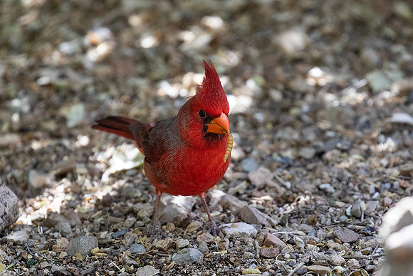 Cardinal-Arizona-Sonora Desert Museum