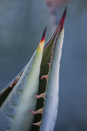 Santa Barbara Botanic Gardens
