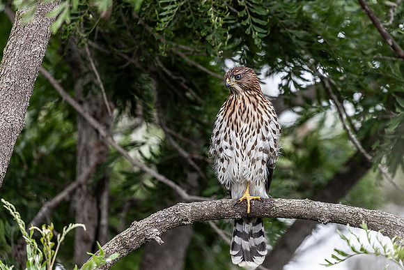Coopers Hawks-Crystal Cove