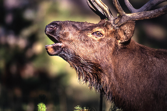 Bull Elk bugling-Rut season-Yellowstone NP