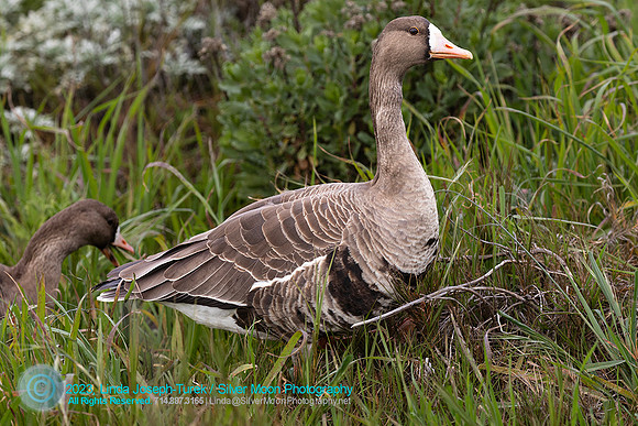 Greater White-Fronted Goose