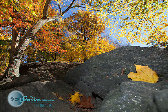 New York Central Park