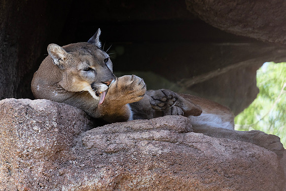 Mountain Lion-Arizona-Sonora Desert Museum