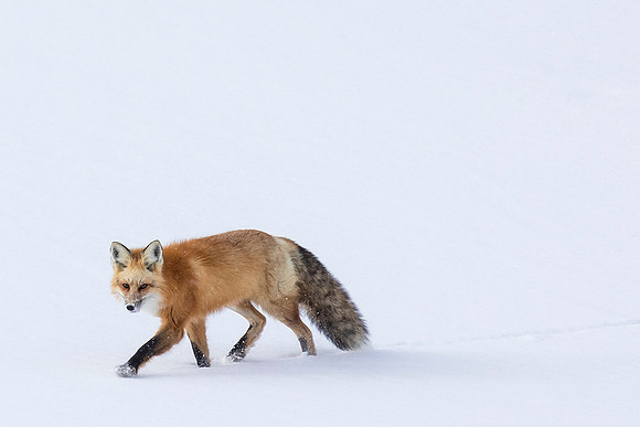 Red Fox-Hayden Valley-Yellowstone National Park