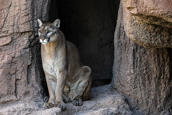 Mountain Lion-Arizona-Sonora Desert Museum